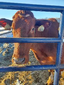 Dairy farm milker