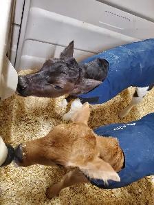 Dairy farm milker - Photo 2