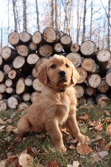 Golden retriever puppies!