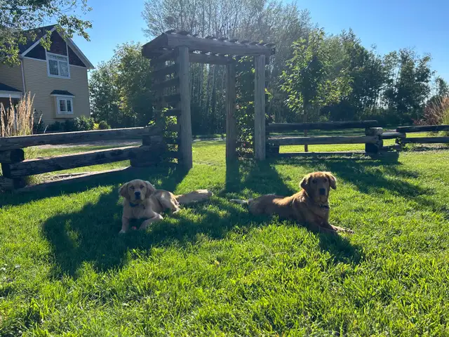 Golden retriever puppies! - Photo 2
