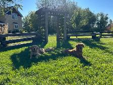 Golden retriever puppies! - Photo 2