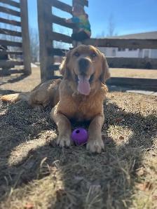 Golden retriever puppies! - Photo 3
