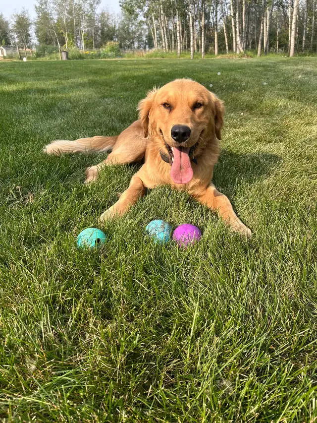 Golden retriever puppies! - Photo 4