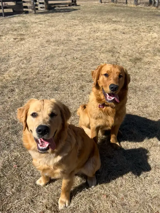 Golden retriever puppies! - Photo 5