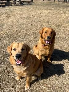 Golden retriever puppies! - Photo 5