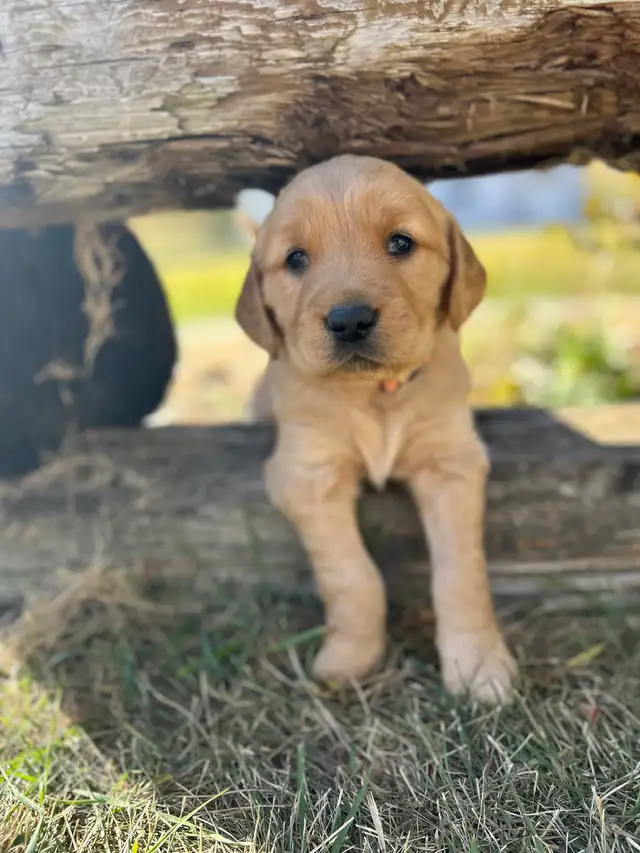 Golden retriever puppies! - Photo 6