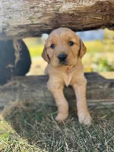 Golden retriever puppies! - Photo 6