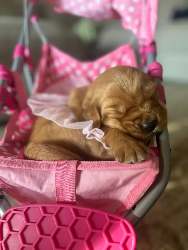 Golden retriever puppies! - Photo 7