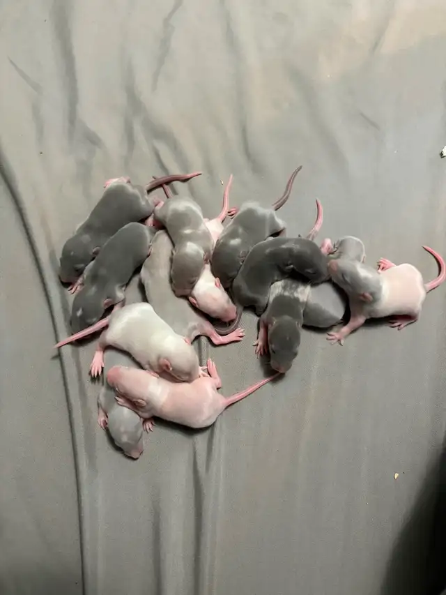 Baby rats