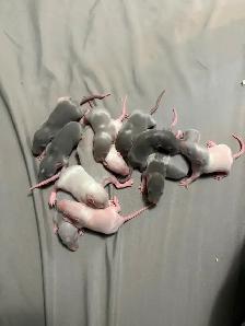 Baby rats
