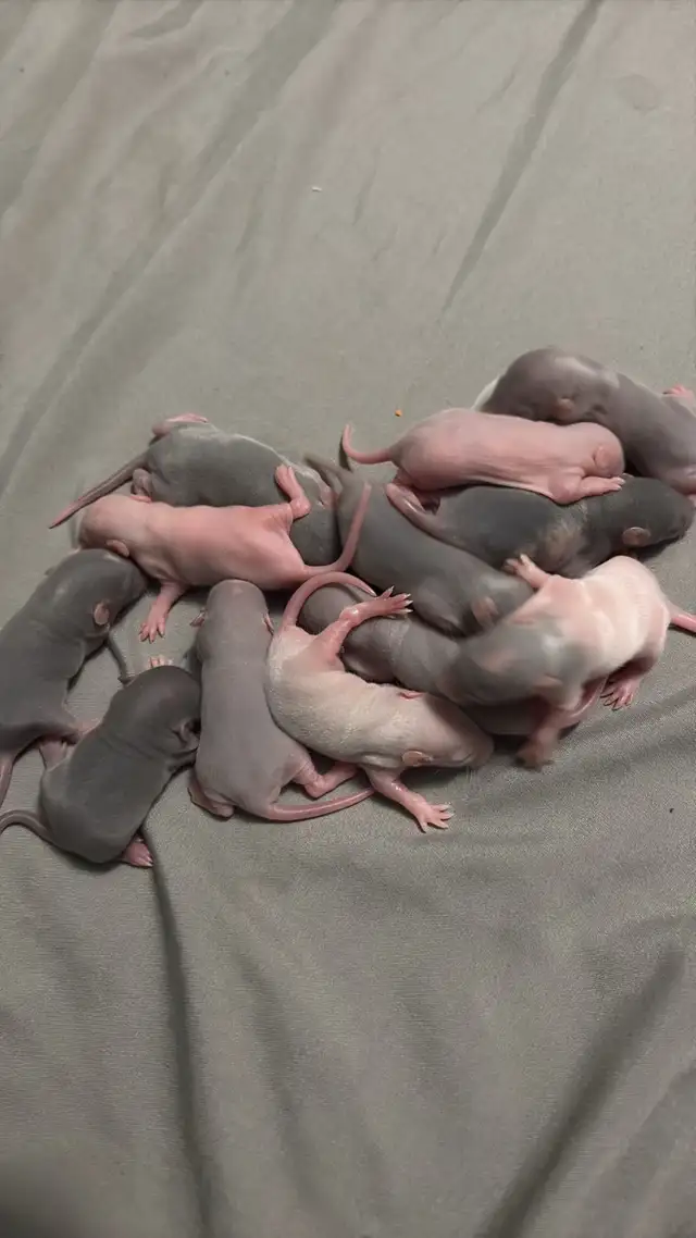 Baby rats - Photo 2