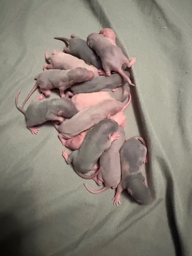 Baby rats - Photo 3