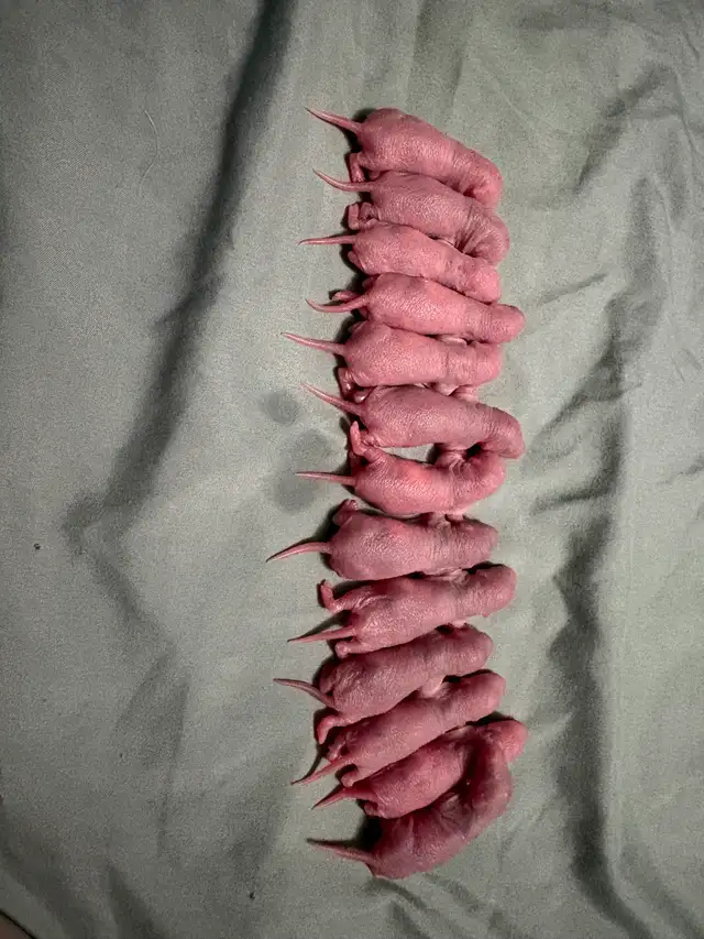 Baby rats - Photo 4