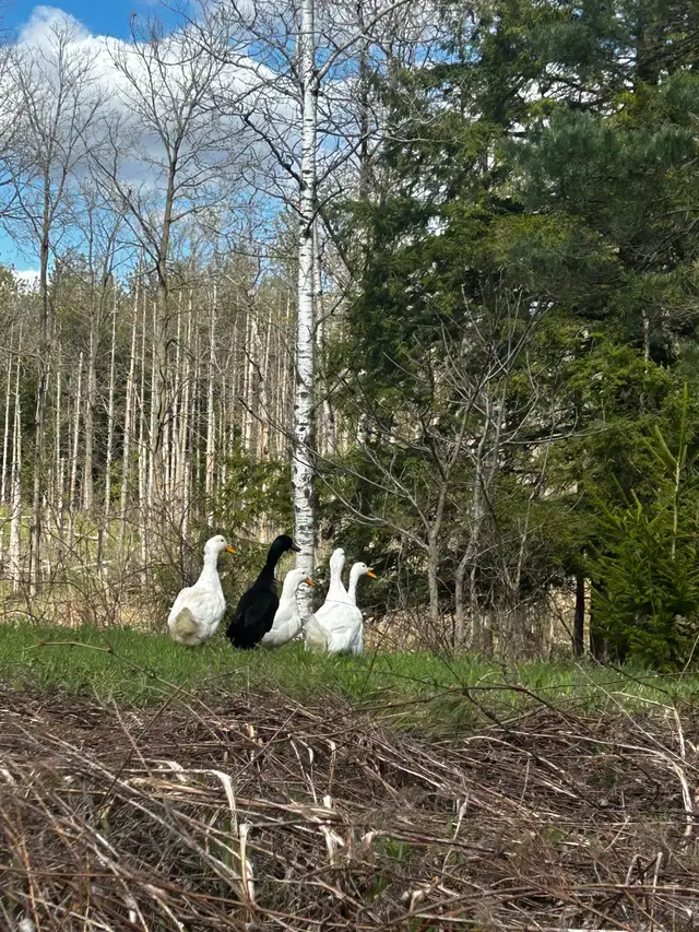 Tick prevention - Photo 5
