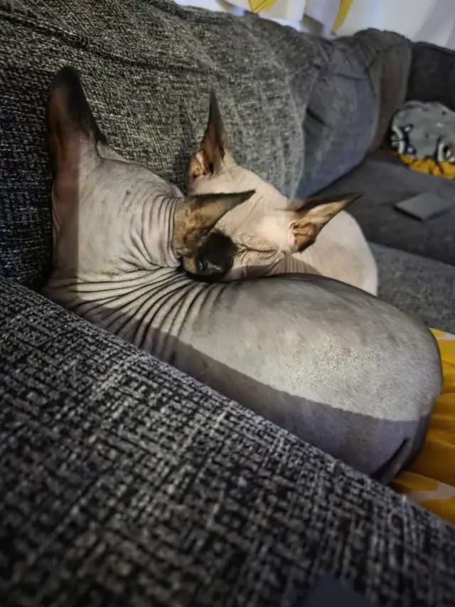 chats sphynx