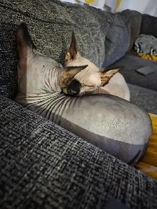 chats sphynx