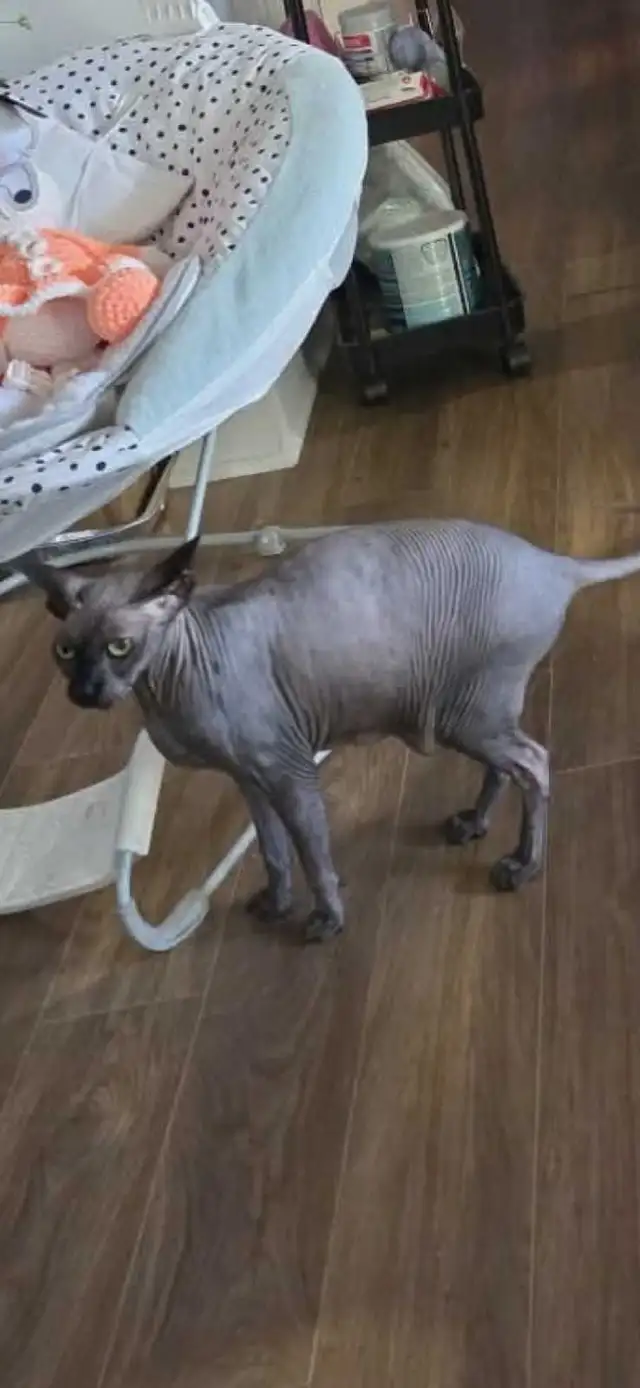 chats sphynx - Photo 2