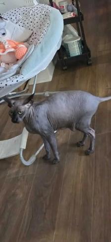 chats sphynx - Photo 2