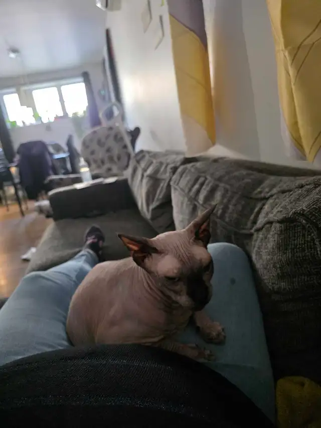chats sphynx - Photo 3