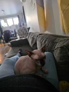 chats sphynx - Photo 3