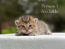 Adorable Kittens for Sale! 4 Reservations Available!
