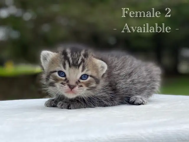 Adorable Kittens for Sale! 4 Reservations Available! - Photo 2