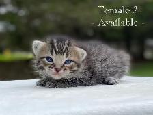 Adorable Kittens for Sale! 4 Reservations Available! - Photo 2
