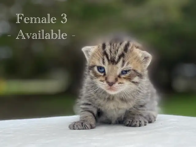 Adorable Kittens for Sale! 4 Reservations Available! - Photo 3