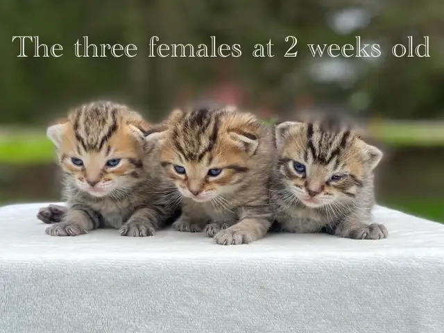 Adorable Kittens for Sale! 4 Reservations Available! - Photo 4