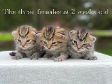 Adorable Kittens for Sale! 4 Reservations Available! - Photo 4