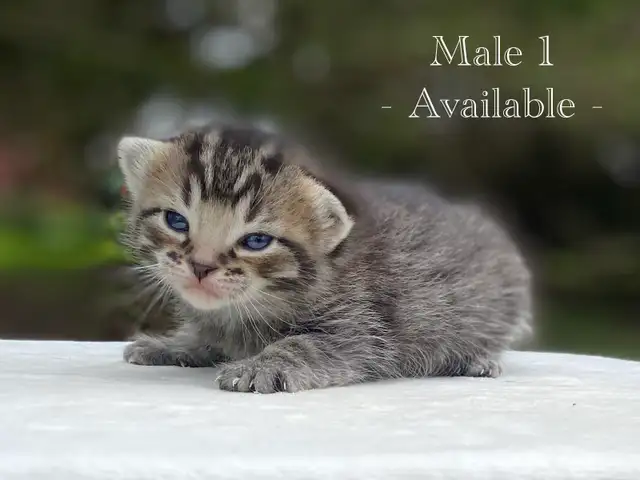 Adorable Kittens for Sale! 4 Reservations Available! - Photo 5
