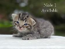 Adorable Kittens for Sale! 4 Reservations Available! - Photo 5