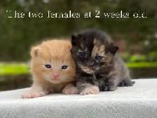 Cute Kittens for Sale! 6 Reservations Available!