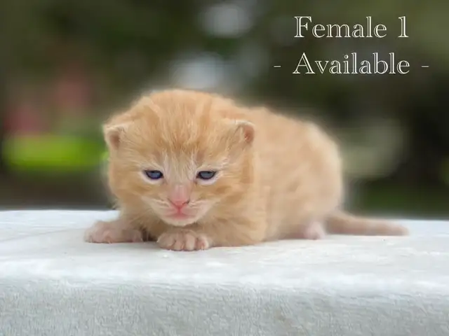 Cute Kittens for Sale! 6 Reservations Available! - Photo 2