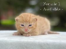 Cute Kittens for Sale! 6 Reservations Available! - Photo 2