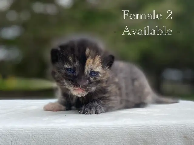 Cute Kittens for Sale! 6 Reservations Available! - Photo 3