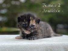 Cute Kittens for Sale! 6 Reservations Available! - Photo 3
