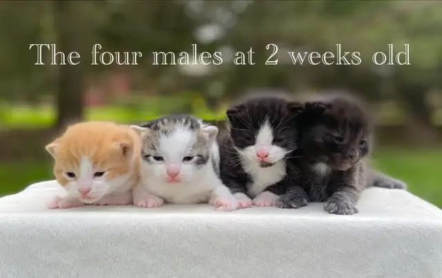 Cute Kittens for Sale! 6 Reservations Available! - Photo 4