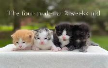Cute Kittens for Sale! 6 Reservations Available! - Photo 4