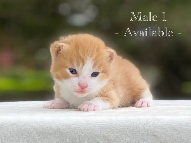 Cute Kittens for Sale! 6 Reservations Available! - Photo 5