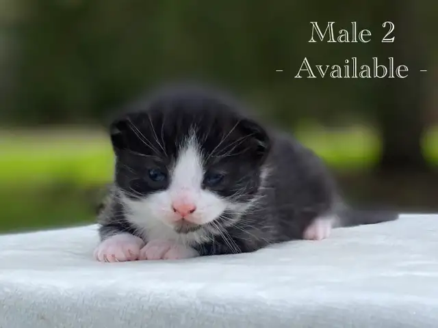 Cute Kittens for Sale! 6 Reservations Available! - Photo 6