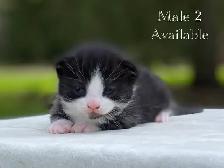 Cute Kittens for Sale! 6 Reservations Available! - Photo 6