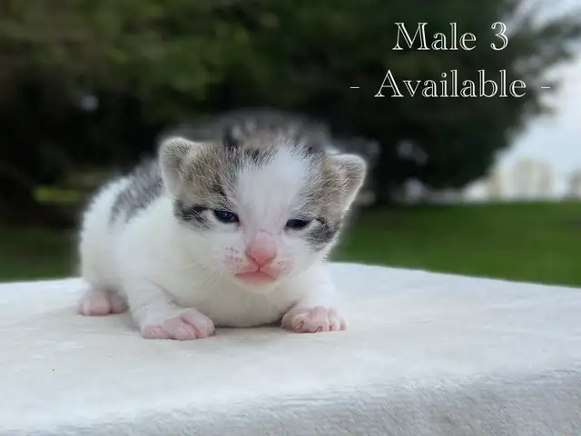 Cute Kittens for Sale! 6 Reservations Available! - Photo 7