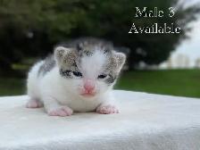 Cute Kittens for Sale! 6 Reservations Available! - Photo 7