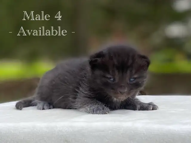 Cute Kittens for Sale! 6 Reservations Available! - Photo 8