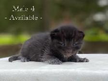 Cute Kittens for Sale! 6 Reservations Available! - Photo 8