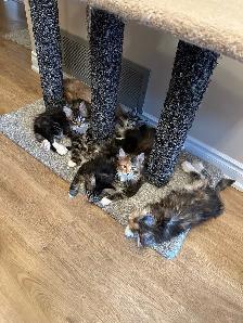 Beautiful purebred Maine Coon kittens
