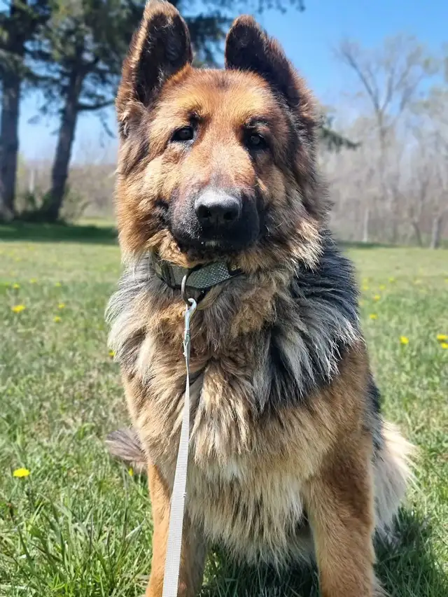 2. 5yr Old German Shepherd Female
