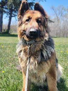 2. 5yr Old German Shepherd Female