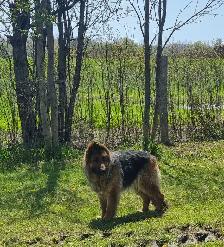 2. 5yr Old German Shepherd Female - Photo 2